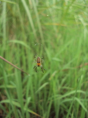 Alpaida veniliae