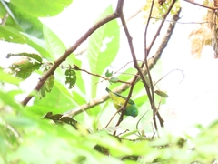 Chlorophonia cyanea