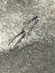Argia