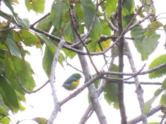 Chlorophonia cyanea
