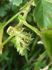 Dasineura crataegi