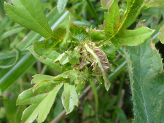 Dasineura crataegi