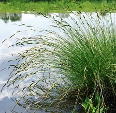 Carex nigra juncea