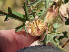 Sphaeralcea rusbyi