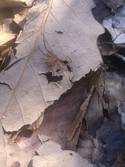 Xysticus