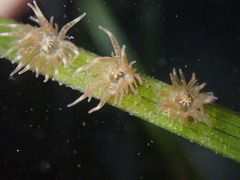 Bunodeopsis