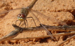 Sympetrum fonscolombii
