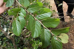 Antidesma ghaesembilla