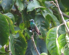 Colibri cyanotus