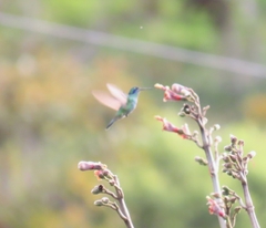 Colibri cyanotus