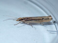 Ypsolopha ustella