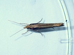 Ypsolopha ustella