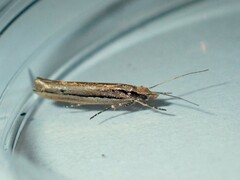 Ypsolopha ustella