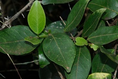 Memecylon umbellatum