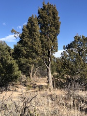 Juniperus scopulorum