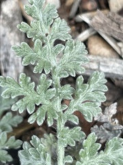 Ambrosia