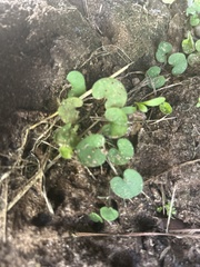 Dichondra carolinensis