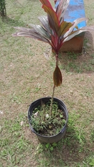 Cordyline fruticosa