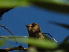 Myiophobus fasciatus