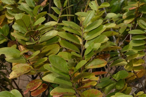 Antidesma ghaesembilla (Antidesma ghaesembilla)