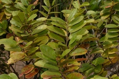 Antidesma ghaesembilla