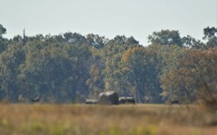 Odocoileus virginianus texanus