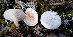 Clitocybe rivulosa