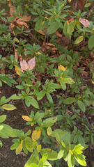Rhododendron