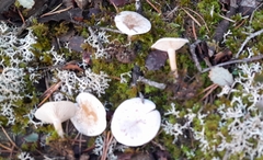 Clitocybe rivulosa