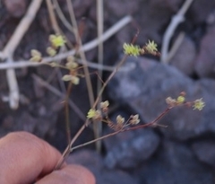 Eriogonum trichopes
