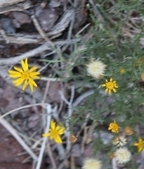 Ericameria linearifolia