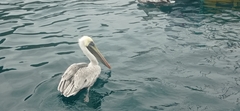Pelecanus