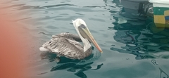 Pelecanus