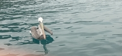 Pelecanus