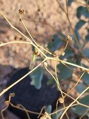 Chrysoperla comanche