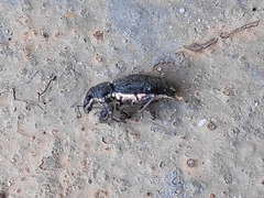 Entiminae