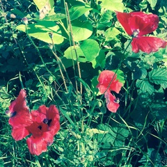 Papaver rhoeas