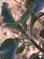 Chrysoperla comanche