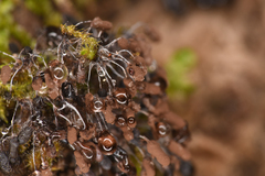 Stemonitopsis typhina