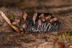 Stemonitopsis typhina