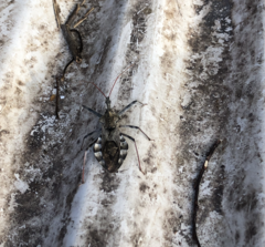 Arilus cristatus
