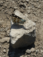 Muschampia cribrellum