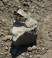 Muschampia cribrellum