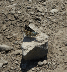 Muschampia cribrellum