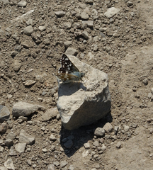 Muschampia cribrellum