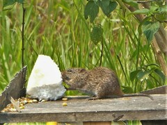 Arvicanthis niloticus