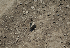 Muschampia cribrellum