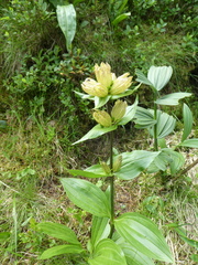 Gentiana punctata