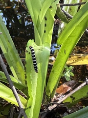 Xanthopastis regnatrix
