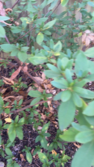 Rhododendron indicum